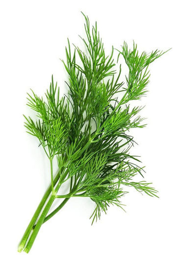 Obrázek Kopr Rohoznice