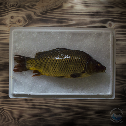 Obrázek Kapr čerstvý, kuchaný s hlavou